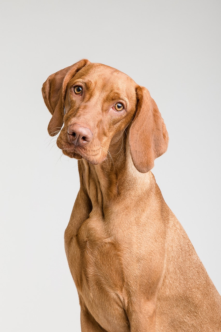 dog, pet, canine, animal, fur, nature, snout, mammal, portrait, dog portrait, animal world
